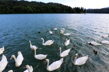 Beyaz Kuğu Gölü Slovenya temiz su ile canlı 