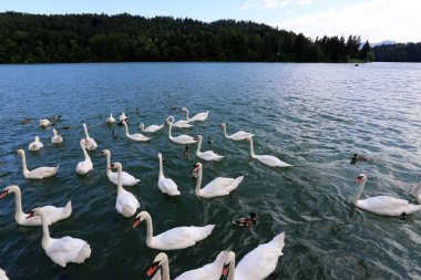 Beyaz Kuğu Gölü Slovenya temiz su ile canlı 