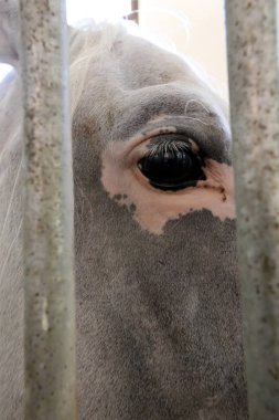 Lypitian beyaz at d. karanlık, ve sadece bir kaç ay sonra onlar hafif büyümeye başlar 