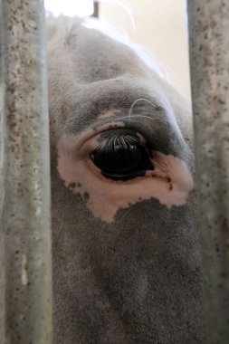 Lypitian beyaz at d. karanlık, ve sadece bir kaç ay sonra onlar hafif büyümeye başlar 