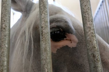 Lypitian beyaz at d. karanlık, ve sadece bir kaç ay sonra onlar hafif büyümeye başlar 