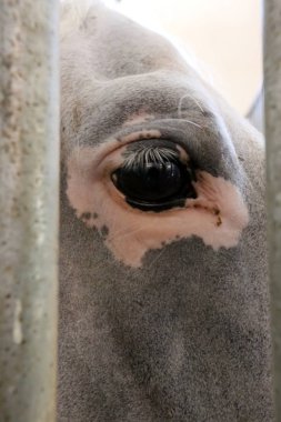 Lypitian beyaz at d. karanlık, ve sadece bir kaç ay sonra onlar hafif büyümeye başlar 