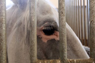 Lypitian beyaz at d. karanlık, ve sadece bir kaç ay sonra onlar hafif büyümeye başlar 