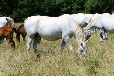 Lypitian beyaz at d. karanlık, ve sadece bir kaç ay sonra onlar hafif büyümeye başlar 