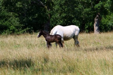 Lypitian beyaz at d. karanlık, ve sadece bir kaç ay sonra onlar hafif büyümeye başlar 