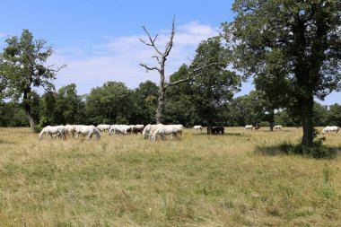 Lypitian beyaz at d. karanlık, ve sadece bir kaç ay sonra onlar hafif büyümeye başlar 