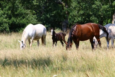 Lypitian beyaz at d. karanlık, ve sadece bir kaç ay sonra onlar hafif büyümeye başlar 