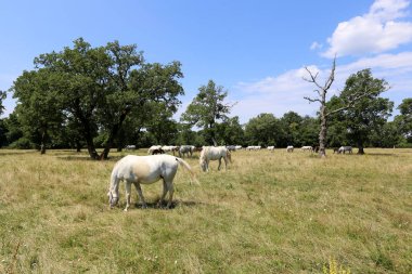 Lypitian beyaz at d. karanlık, ve sadece bir kaç ay sonra onlar hafif büyümeye başlar 