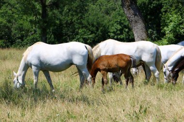 Lypitian beyaz at d. karanlık, ve sadece bir kaç ay sonra onlar hafif büyümeye başlar 