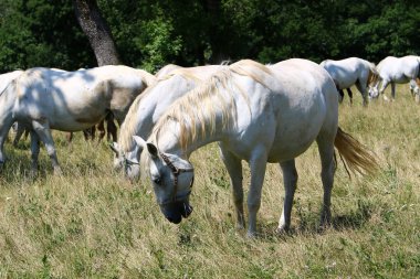 Lypitian beyaz at d. karanlık, ve sadece bir kaç ay sonra onlar hafif büyümeye başlar 