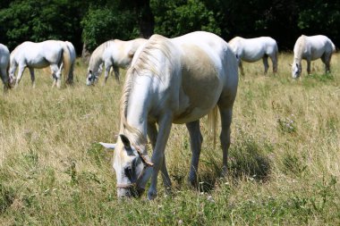 Lypitian beyaz at d. karanlık, ve sadece bir kaç ay sonra onlar hafif büyümeye başlar 