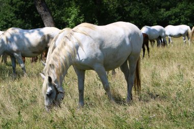 Lypitian beyaz at d. karanlık, ve sadece bir kaç ay sonra onlar hafif büyümeye başlar 