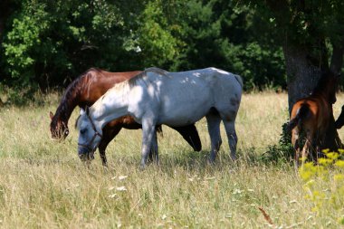 Lypitian beyaz at d. karanlık, ve sadece bir kaç ay sonra onlar hafif büyümeye başlar 