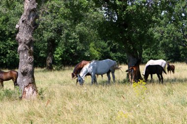 Lypitian beyaz at d. karanlık, ve sadece bir kaç ay sonra onlar hafif büyümeye başlar 