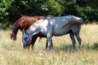 Lypitian beyaz at d. karanlık, ve sadece bir kaç ay sonra onlar hafif büyümeye başlar 