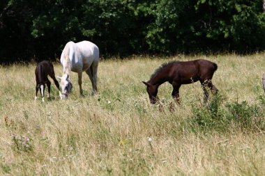 Lypitian beyaz at d. karanlık, ve sadece bir kaç ay sonra onlar hafif büyümeye başlar 