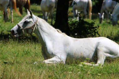 Lypitian beyaz at d. karanlık, ve sadece bir kaç ay sonra onlar hafif büyümeye başlar 