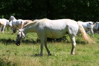 Lypitian beyaz at d. karanlık, ve sadece bir kaç ay sonra onlar hafif büyümeye başlar 