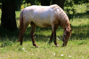 Lypitian beyaz at d. karanlık, ve sadece bir kaç ay sonra onlar hafif büyümeye başlar 