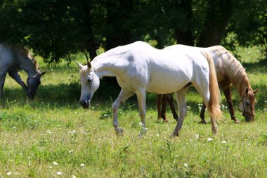Lypitian beyaz at d. karanlık, ve sadece bir kaç ay sonra onlar hafif büyümeye başlar 