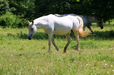 Lypitian beyaz at d. karanlık, ve sadece bir kaç ay sonra onlar hafif büyümeye başlar 