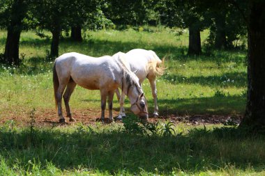 Lypitian beyaz at d. karanlık, ve sadece bir kaç ay sonra onlar hafif büyümeye başlar 
