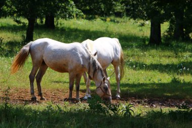 Lypitian beyaz at d. karanlık, ve sadece bir kaç ay sonra onlar hafif büyümeye başlar 