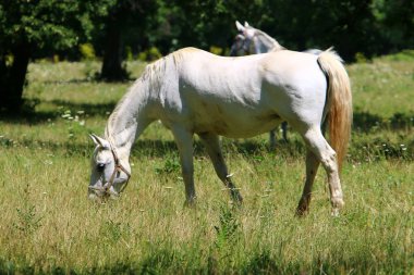 Lypitian beyaz at d. karanlık, ve sadece bir kaç ay sonra onlar hafif büyümeye başlar 