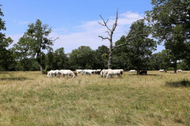Lypitian beyaz at d. karanlık, ve sadece bir kaç ay sonra onlar hafif büyümeye başlar 