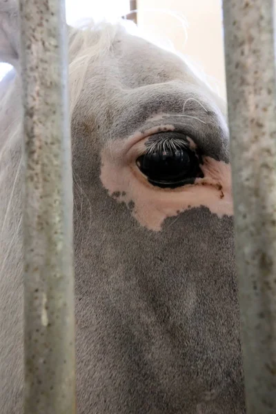 Lypitian beyaz at d. karanlık, ve sadece bir kaç ay sonra onlar hafif büyümeye başlar 