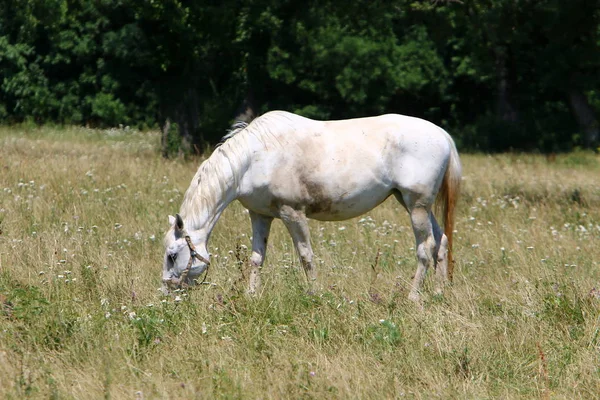 Los Caballos Blancos Lypitian Nacen Oscuros Solamente Después Algunos Meses —  Fotos de Stock