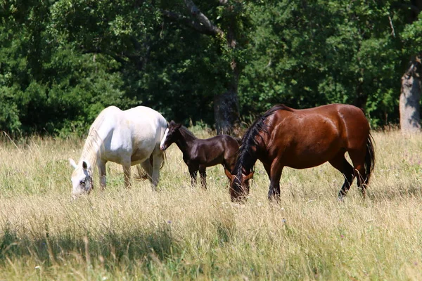 Los Caballos Blancos Lypitian Nacen Oscuros Solamente Después Algunos Meses —  Fotos de Stock