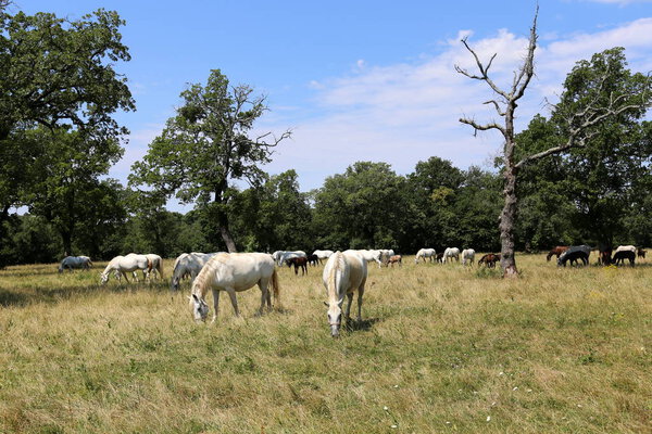 Lypitian white horses are born dark, and only after a few months they begin to grow lighter 