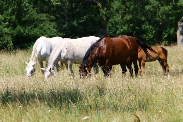 Los Caballos Blancos Lypitian Nacen Oscuros Solamente Después Algunos Meses —  Fotos de Stock