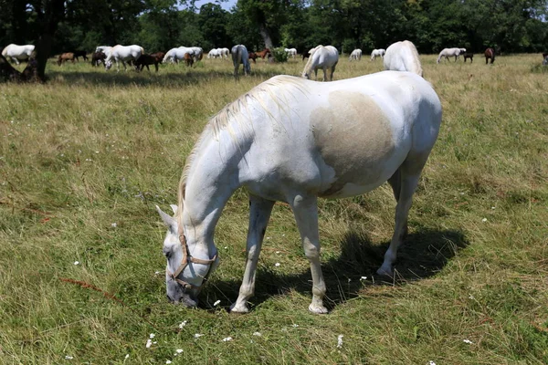 Lypitian Vita Hästar Född Mörkt Och Bara Efter Några Månader — Stockfoto
