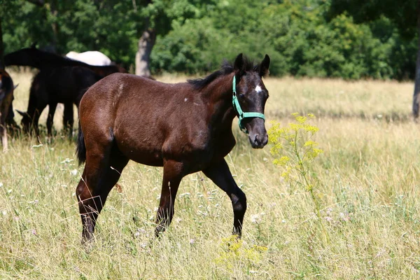 Lypitian White Horses Born Dark Only Few Months Begin Grow — Stock Photo, Image