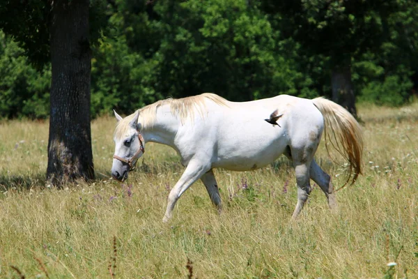 Lypitian beyaz at d. karanlık, ve sadece bir kaç ay sonra onlar hafif büyümeye başlar 