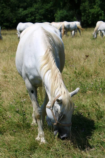 Los Caballos Blancos Lypitian Nacen Oscuros Solamente Después Algunos Meses —  Fotos de Stock