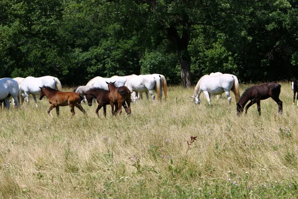 Lypitian 白い馬は生まれた暗い 数ヶ月後にのみ彼らは軽く成長し始める — ストック写真
