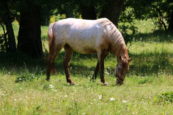 Los Caballos Blancos Lypitian Nacen Oscuros Solamente Después Algunos Meses —  Fotos de Stock