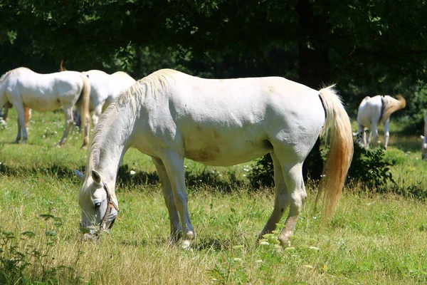 Los Caballos Blancos Lypitian Nacen Oscuros Solamente Después Algunos Meses —  Fotos de Stock