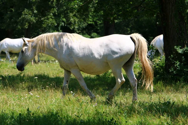 Los Caballos Blancos Lypitian Nacen Oscuros Solamente Después Algunos Meses —  Fotos de Stock