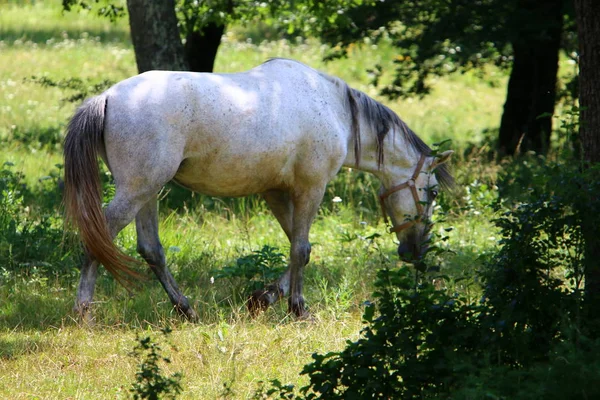 Los Caballos Blancos Lypitian Nacen Oscuros Solamente Después Algunos Meses —  Fotos de Stock