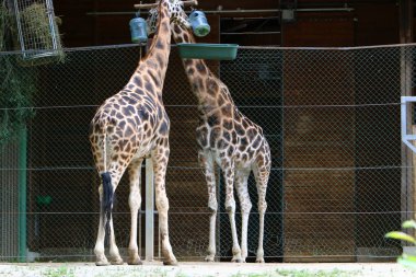 Hayvanat bahçesinde zürafa yaşıyor 