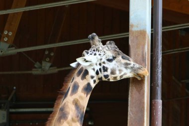 Hayvanat bahçesinde zürafa yaşıyor 