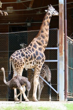 Hayvanat bahçesinde zürafa yaşıyor 