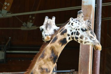 Hayvanat bahçesinde zürafa yaşıyor 
