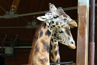 Hayvanat bahçesinde zürafa yaşıyor 