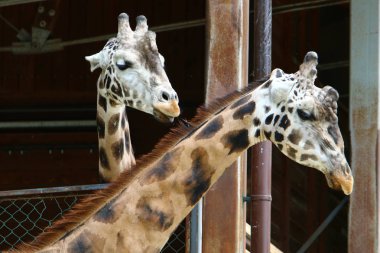 Hayvanat bahçesinde zürafa yaşıyor 