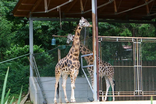 Girafa Vive Zoológico — Fotografia de Stock